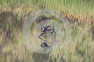 Birds. Riverfront Regional Park, Sonoma Wine Country, California