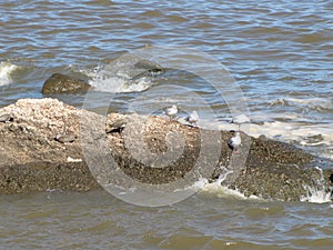 Birds on the rocks of the Rio de la Plata, Montevideo, Uruguay. Seagulls and lapwings in the sun