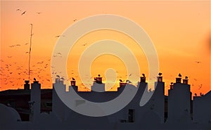 Birds on rooftops