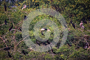 Birds roosting in trees in Keoladeo Ghana National Park, Bharatpur, India.