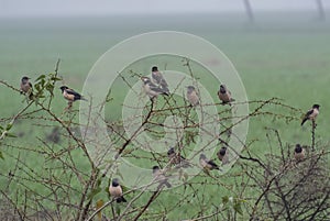 Birds Rosy Starling and Asian Pied Starling Perching on Thorny Bush