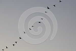 Birds in a row flying in a clear sky, Lake Maracaibo, Venezuela photo