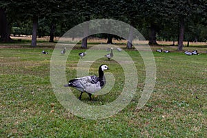 Birds in the Royal Garden DrottningholmDrottningholm, Stockholm, Sweden. 02.08.2016