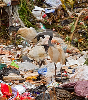 Birds at rubbish dump