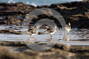 Birds running away from the waves, walking in a line at a coastline