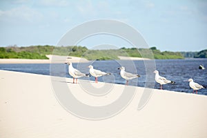 Birds on a sand dune