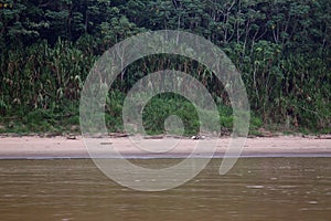 Observación de aves sobre el arenoso costa de un rio transatlántico de acuerdo a árboles a césped de Amazonas selva en sur 