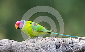 birds of sattal and Uttarakhand