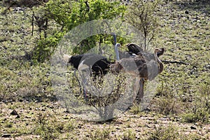 Birds in the savannah in the Tsavo East and Tsavo West National Park