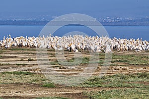 Birds in the savannah in the Tsavo East and Tsavo West National Park