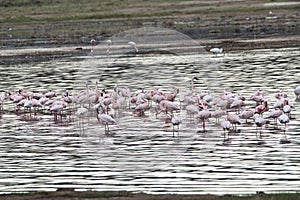 Birds in the savannah in the Tsavo East and Tsavo West National Park