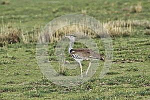 Birds in the savannah in the Tsavo East and Tsavo West National Park