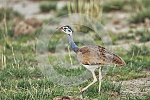 Birds in the savannah in the Tsavo East and Tsavo West National Park