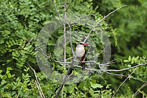 Birds in the savannah in the Tsavo East and Tsavo West National Park