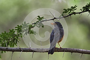 Birds in the savannah in the Tsavo East and Tsavo West National Park