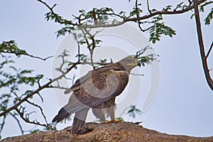 Birds in the savannah in the Tsavo East and Tsavo West National Park