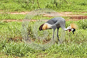 Birds in the savannah in the Tsavo East and Tsavo West National Park