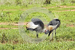 Birds in the savannah in the Tsavo East and Tsavo West National Park