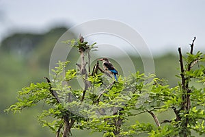 Birds in the savannah in the Tsavo East and Tsavo West National Park