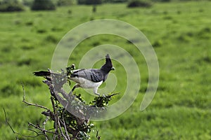 Birds in the savannah in the Tsavo East and Tsavo West National Park