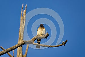 Birds in the savannah in the Tsavo East and Tsavo West National Park