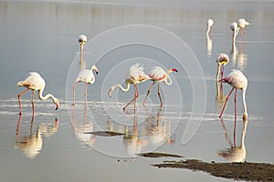 Birds in the savannah in the Tsavo East and Tsavo West National Park