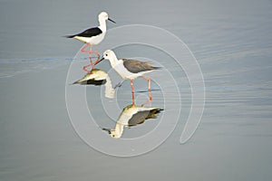 Birds in the savannah in the Tsavo East and Tsavo West National Park