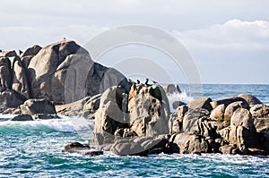 Birds on sea rock. Big waves crashing on rocks coastline