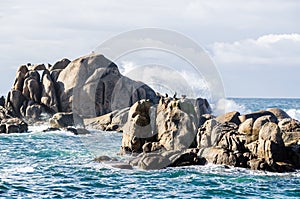 Birds on sea rock. Big waves crashing on rocks coastline