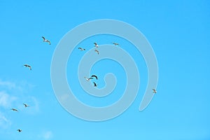 Birds seagulls flying in blue sky with white fluffy clouds