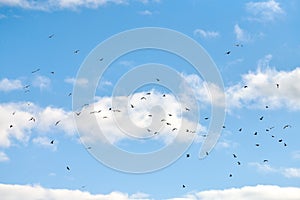 Birds seagulls flying in blue sky with white fluffy clouds