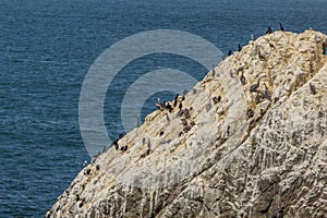 Birds and seagulls sitting a rock