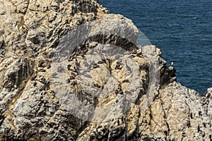 Birds and seagulls sitting a rock