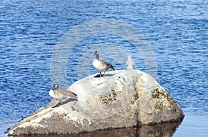 Birds and seagulls on a rock