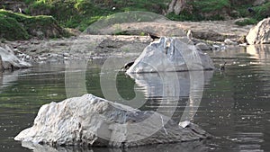 Birds searching for food and playing in the water