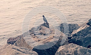 Birds on the seashore and stones