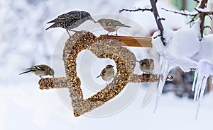 Birds on seed heart ornament in winter