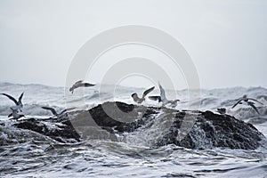 Birds seeking refuge at Ruby Beach