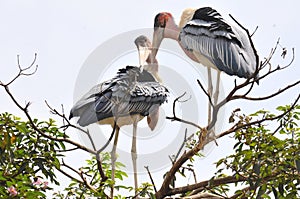 Birds share green nature in the City of Kampala Uganda