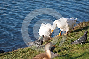 Birds on the shore of a pond in a city park. Pigeons and white ducks. A duck in the foreground grazes the grass. White Beijing