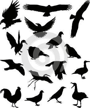 Birds silhouette 1 (+ vector)