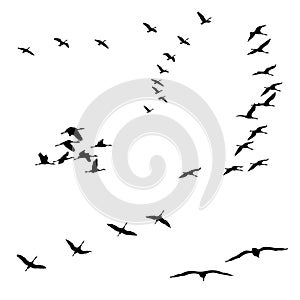 birds silhouette sets, black and white vector illustration