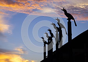 Birds silhouette with sunset background