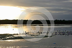 Birds Silhouette Sunset