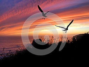 Birds Silhouette Sunset