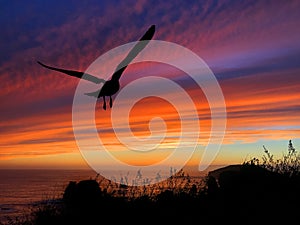 Birds Silhouette Sunset