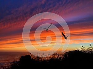 Birds Silhouette Sunset