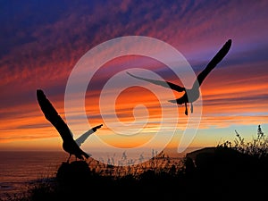 Birds Silhouette Sunset