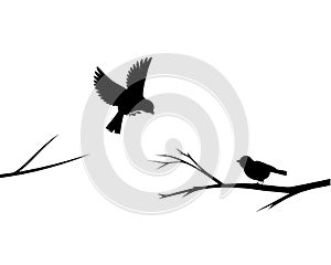 Birds silhouette on tree, vector