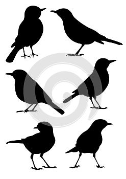 Birds Silhouette - vector